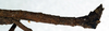 Pseudodatames memorabilis Redtenbacher, 1906: (Otu).