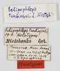 CollectionObject 1478281; 039c3f3c-4567-4274-843a-459d894e8656: male, labels (paratype). (CollectionObject).