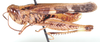Anaeolopus dorsalis (Thunberg, 1815): as Anaeolopus socius. male, lateral view. (Otu).