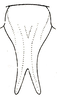 Eumecopoda cyrtoscelis cyrtoscelis (Karsch, 1888): Pl. XVI, Fig. 7 (Setekwa River). male subgenital plate, ventral outline. (Otu).