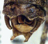 CollectionObject 1516947; c3221456-0505-461d-887b-757f359b9d66: male cerci (holotype). (CollectionObject).