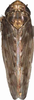 Habitus, dorsal view: !! display not done !! on Maiestas horvathi (Then, 1896): Habitus. (Observation).