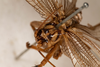 CollectionObject 1585402; d74bb343-6f92-4fac-84d1-8b8cbe4a9694: male, dorsal view (syntype). (CollectionObject).