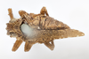 Habitus, dorsal view on Danepteryx manca Uhler, 1889: (Observation).