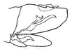 Pygofer, lateral view: !! display not done !! on Scaphoideus (Scaphoideus) cinerosus Osborn, 1900: genital capsule, laterally. (Observation).