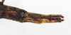 CollectionObject 1561275; NMW 213, 6e8ae930-ea1a-495f-b96e-d59685dcaf13: copyright NMW, Vienna. female: end of abdomen, dorsal view (holotype). (CollectionObject).