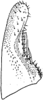 Subgenital plate (E. vulnerata Fitch.).<br>By. I. Dworakowska. Depicts Subgenital plate, an Observation.