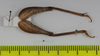 CollectionObject 1575865; 68981e2a-e880-42fa-95d3-c33f37f2f6c9: male, distal view of legs (holotype). (CollectionObject).