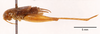 CollectionObject 1523744; 3fac1c77-325b-4392-b4ee-76d2554f09a3: male, lateral view (holotype). (CollectionObject).