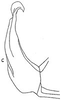 Aedeagus, lateral view: G. stelliger viridescens, aedeagus, laterally. (Observation).