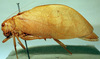 CollectionObject 1566245; a44ae0c1-b560-4653-a388-ce6f4bb0dbf3: male, lateral view (paratype). (CollectionObject).