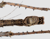 CollectionObject 1581484; 601aaab1-9f4d-494f-82cb-9f429d3f9c9c: copyright Frank Hennemann. male: end of abdomen, ventral view (paratype). (CollectionObject).;CollectionObject 1581485; 3938798b-529d-44e9-82ff-15e0daf0f616: copyright Frank Hennemann. male: end of abdomen, ventral view (paratype). (CollectionObject).;CollectionObject 1581486; 1af7e260-95ab-4227-a8ca-0b12eff77cd5: copyright Frank Hennemann. male: end of abdomen, ventral view (paratype). (CollectionObject).