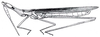 Truxalis grandis Klug, 1830: Fig. 69.1. male habitus. (Otu).