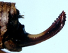 Acilacris (Aroegas) dilatatus (Naskrecki, 1996): female ovipositor (paratype). (Otu).