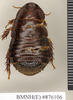 Ancaudellia thomsoni (Kirby, 1903): Copyright Natural History Museum, London. Paralectotype (male) in BM(NH). Dorsal view. (Otu).