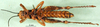 CollectionObject 1501659; abdf9174-41dd-4039-bed9-fe893a184471: male, ventral view (syntype or holotype). (CollectionObject).
