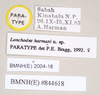 CollectionObject 1559453; 578e9e2a-4691-4089-8e01-37838b64286b: copyright Natural History Museum, London. female, data labels (paratype). (CollectionObject).;CollectionObject 1559454; ebecc9ec-62c2-4dee-968b-3db0f117c7ff: copyright Natural History Museum, London. female, data labels (paratype). (CollectionObject).