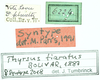 CollectionObject 1586202; 646d3b3d-1caa-48a1-85dd-d4bf2a89b677, NMW NRM-ORTH 13053: labels (paralectotype). (CollectionObject).