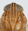 Head on Delphacodes lappae Beamer, 1947: (Observation).