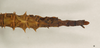 CollectionObject 1562109; NHMUK(SF IMPORT DUPLICATE) 844567, 373952ad-9694-4b07-a526-0d826aa0dc25: copyright Natural History Museum, London. female: end of abdomen, dorsal view (holotype). (CollectionObject).