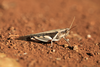 FieldOccurrence 110; a1ccea05-4a2f-4aac-9da2-40b16ad9f9cc; Tanzania
Lambo Estate Kilimanjaro foothills, 2013/02/??: male. (FieldOccurrence).