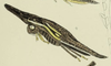 Habitus, lateral view: !! display not done !! on Polyglypta strigata Buckton, 1902: (Observation).