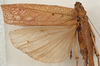 CollectionObject 1564314; da493302-2845-4b22-9f4b-946a202fc94c: female, dorsal view (syntype). (CollectionObject).