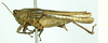 CollectionObject 1586198; 1e5592f7-5e1b-49e6-b767-c44a165d7ed8: female, lateral view (syntype). (CollectionObject).
