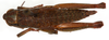 CollectionObject 1499566; fb6e66b6-6489-47bc-9047-0a6fd32a4ae5: female, dorsal view (allotype of Jivarus albolineatus). (CollectionObject).