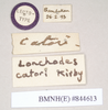 Lonchodes everetti (Kirby, 1896): copyright Natural History Museum, London. male, data labels of synonym Lonchodes catori (lectotype). (Otu).