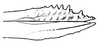 Eunemobius confusus (Blatchley, 1903): Pl. IV, Fig. 119. apex of ovipositor. (Otu).