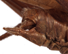 CollectionObject 1534509; 4c79a0fc-b7a5-4c3d-9485-69e46eebcb95: male abdomen tip (holotype). (CollectionObject).