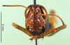 CollectionObject 1502277; e605ac48-ad0e-4979-a7bd-f95dd4f17354, DORSA BA000521S02: female, frontal view (syntype). (CollectionObject).