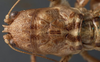 CollectionObject 1505630; e8c4bf4a-541b-48ff-a2a4-717923565d9d: female head and pronotum, dorsal view (syntype). (CollectionObject).