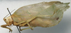 CollectionObject 1535115; 6df839bb-63e1-4e75-ad3c-6b3d48209e06: female, lateral view (lectotype). (CollectionObject).