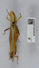 CollectionObject 1519255; a4427c4f-7449-48e8-9480-93fb64b8c711: male, dorsal view (holotype). (CollectionObject).