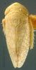 Habitus, dorsal view on Aplanus Oman, 1949: Aplanus pauperculus, dorsally (NMNH). (Observation).