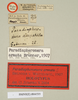 CollectionObject 1560515; NHMUK(SF IMPORT DUPLICATE) 844535, 23caa7a9-72a1-4d0c-8fcb-581844618722: copyright Natural History Museum, London. male, data labels (holotype). (CollectionObject).