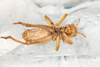 CollectionObject 2602153; 7ab24d3d-ff97-40a9-8fdf-f36ed2372122: male, ventral view. (CollectionObject).