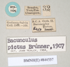 CollectionObject 1560716; NHMUK(SF IMPORT DUPLICATE) 844537, f06f00c4-7184-48a2-9b89-82e85eeb6f47: copyright Natural History Museum, London. male, data labels (paralectotype) [= Paracalynda utilaensis (Zompro, 1998)]. (CollectionObject).