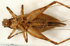 CollectionObject 1567481; e71edc9f-f11c-4ffe-88c4-32907eb59765: male, ventral view (paratype). (CollectionObject).