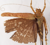CollectionObject 1534596; 278d14e0-5e83-4854-a3ae-4ee9fe1af9ba: female, dorsal view (holotype). (CollectionObject).