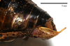 CollectionObject 1532415; fd79e02b-9473-437e-9c5b-ca736a465eab: male tip of abdomen, lateral view (syntype). (CollectionObject).