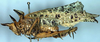 CollectionObject 1532956; 5c91349d-23fe-4c0e-a6ee-05441b5ba550: female, lateral view (lectotype). (CollectionObject).