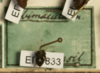 Other: !! display not done !! on Tragopa albimacula (Germar, 1821): (Observation).