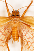 CollectionObject 1531247; de9f1cd0-c9da-4d68-af22-5fcc61cd68e4: male, dorsal view (holotype). (CollectionObject).