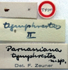 CollectionObject 1517196; 22cdfdac-5157-444e-9fd3-f7c0f9bdc7c3: labels (holotype). (CollectionObject).