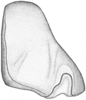 Subgenital plate: !! display not done !! on Doratura stylata (Boheman, 1847): from Germany, dorsal view. (Observation).