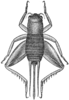 Gryllita arizonae Hebard, 1935: Pl. 7 fig. 7. female, dorsal view, (body length 12.8mm, pronotum 3.5mm, femur 9.5mm). (Otu).