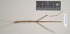CollectionObject 1559028; NHMUK(SF IMPORT DUPLICATE) 845240, 59864eef-019a-406c-a401-985bb77782c0: copyright Natural History Museum, London. female (holotype). (CollectionObject).